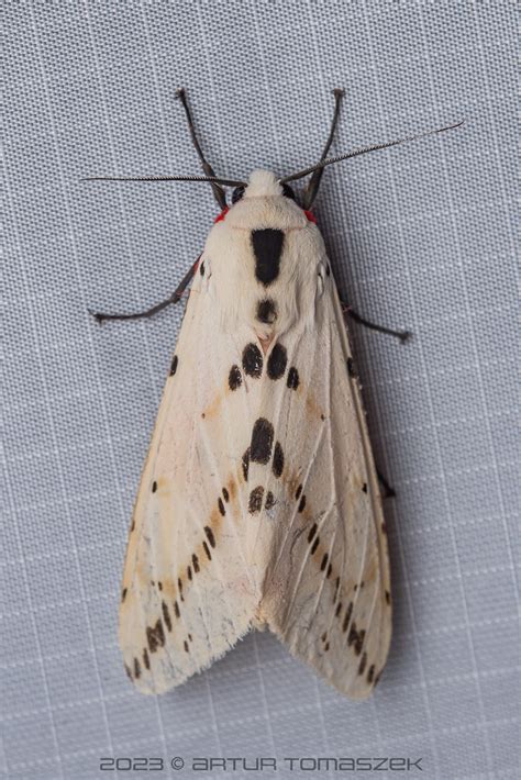 Spilosoma Sp Inglourious Reptiles Flickr