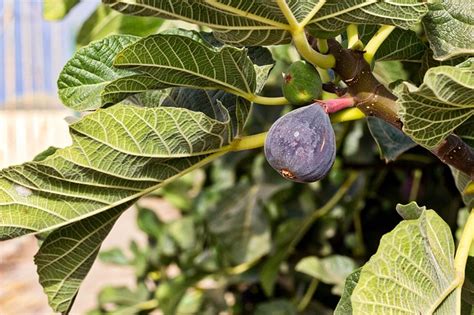 Growing Fig Trees in Hot, Dry Climates - Garden of Luma