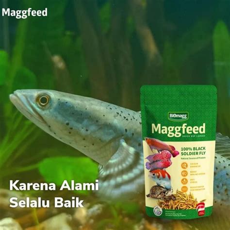 Jual Maggfeed Makanan Pakan Suplemen Ikan Hias Ternak Maggot Kering