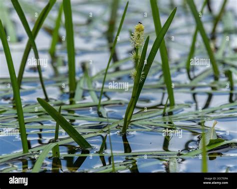 Unbranched Bur Reed Sparganium Emersum Growing In New Forest Stream