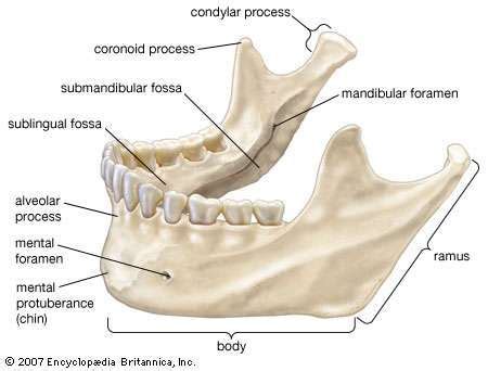 Jaw | anatomy | Britannica.com