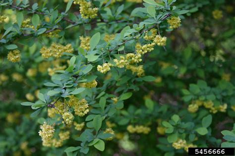 Hybrid barberry (Berberis x ottawensis)