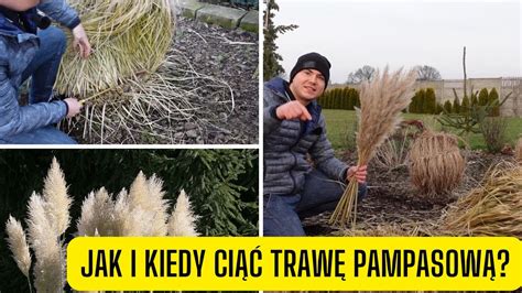 Jak i kiedy ciąć trawę pampasową czy kortaderie przycinamy wiosną czy