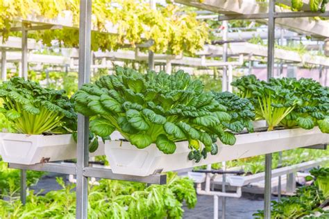 Langkah Ciptakan Greenhouse Mini Berkebun Di Lahan Sempit