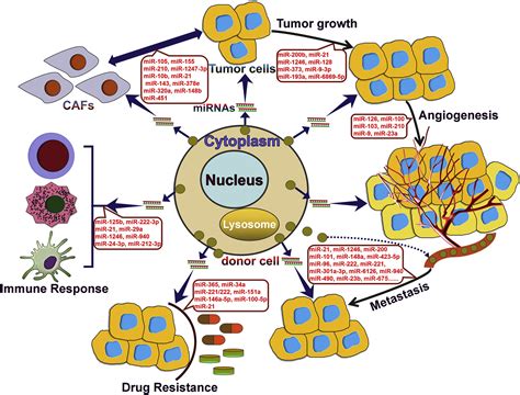 Emerging Function And Clinical Values Of Exosomal Micrornas In Cancer