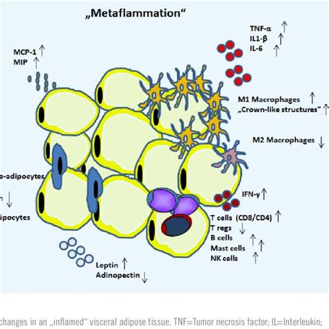 Flow Scheme Of L Lysine Formation Pathway Download Scientific Diagram