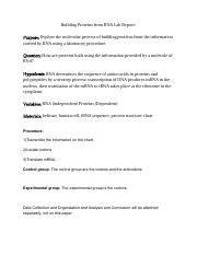 Building Proteins From Rna Lab Report Pdf Building Proteins From Rna