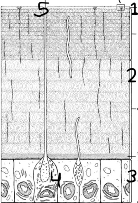 Epidermis Diagram | Quizlet