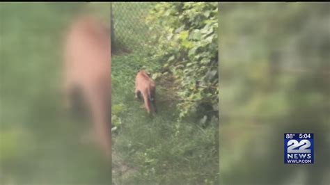 Must See Video Bobcat Spotted In Western Massachusetts Youtube