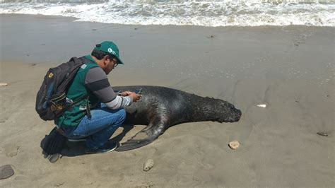 Hallan Muertos Lobos Marinos Tortugas Y Aves En El Litoral De Piura