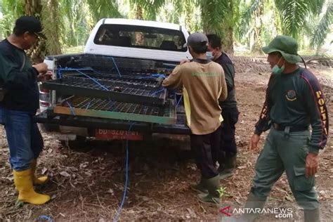 Beruang Madu Masuk Kebun Di Mukomuko BKSDA Pasang Perangkap Satwa