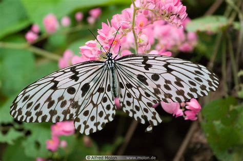 Photo of Butterfly. Butterfly park, Kuala Lumpur, Malaysia