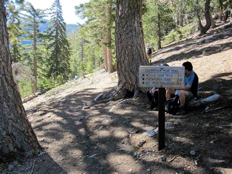 Hiking Cucamonga Peak Via Icehouse Canyon Socalhiker