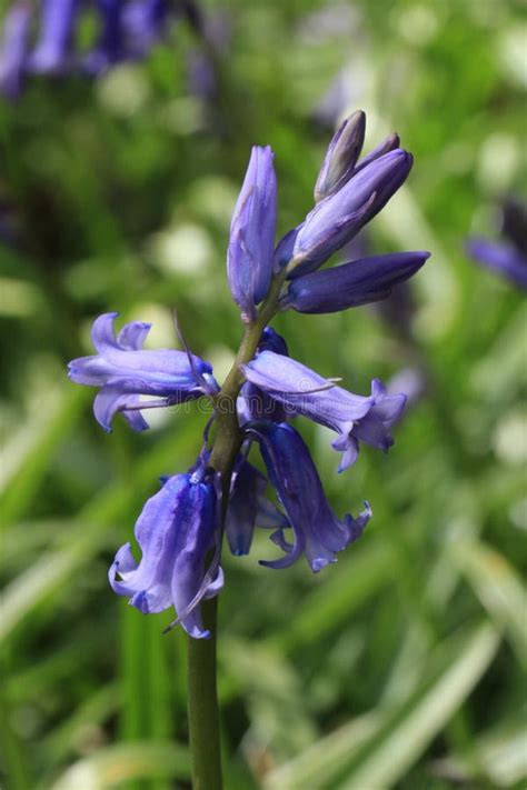 Early Summer Wild English Bluebells Stock Image Image Of Macro