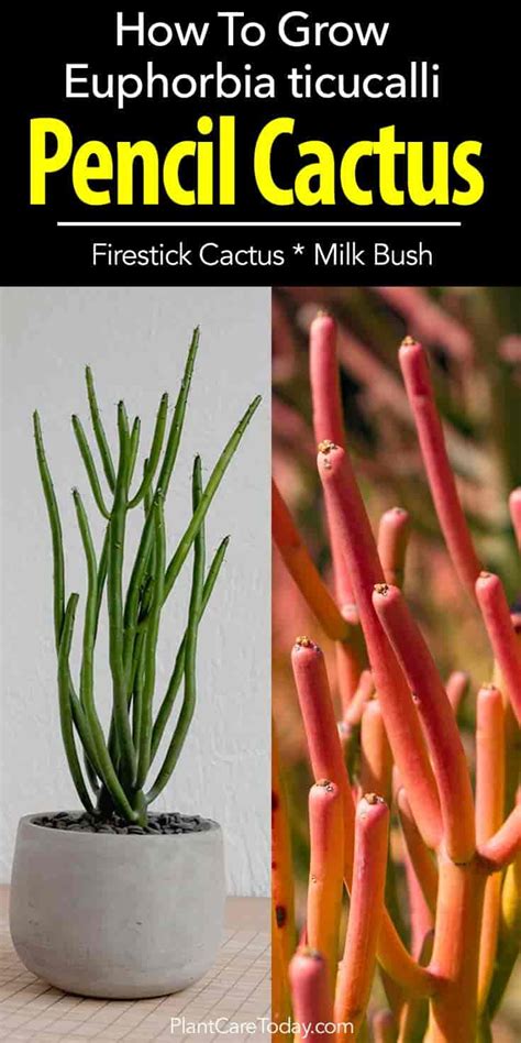 Firestick Pencil Cactus Plant Euphorbia Tirucalli Growing And Care