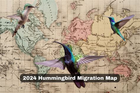 Hummingbird Migration 2024 Map 2024 Nikki Analiese