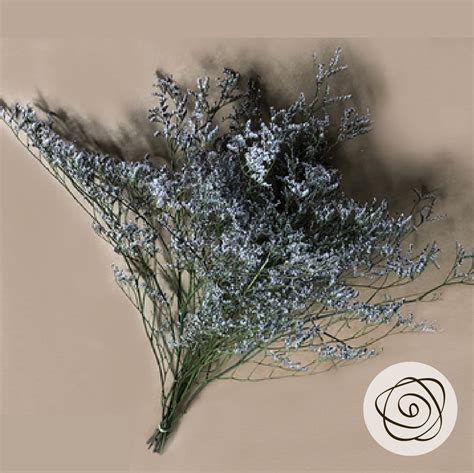 White California Preserved Limonium So Bella Flowers