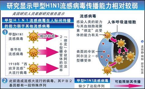 圖表：研究顯示甲型h1n1流感病毒傳播能力相對較弱