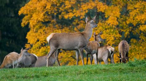 Deer Eating Grass Free Stock Video Footage, Royalty-Free 4K & HD Video Clip