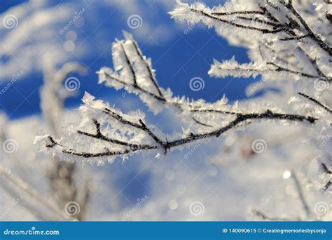 Icy Snowflakes Covering A Branch Stock Image Image Of Sparkling