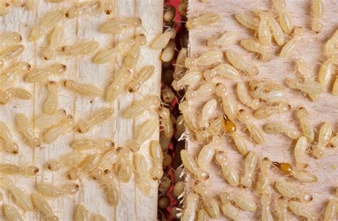 Termites - talk of the town - Cameron Howe