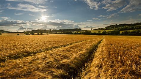 Nature Landscape Farm Wheat Wallpapers HD Desktop And Mobile