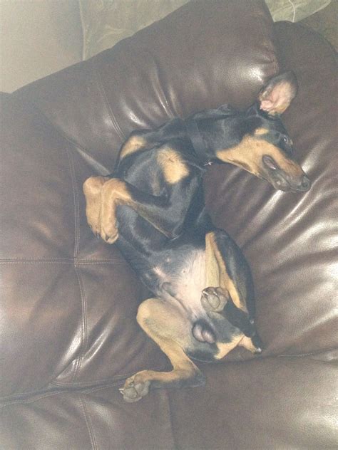 Dobie Rocky Sleeping Away Like Dobies Do Cute Animals Doberman