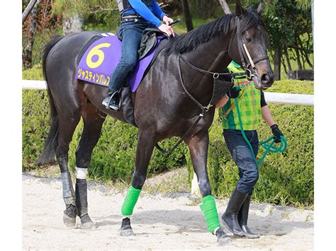 【天皇賞】ジャスティンパレス あとは天気だけ 池水助手「この馬は良馬場がいい」 競馬ニュース Netkeiba