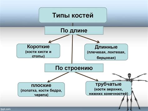 Строение кости - презентация онлайн