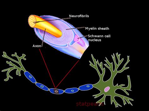 Figure Nerve Cell Image Courtesy S Bhimji MD StatPearls NCBI