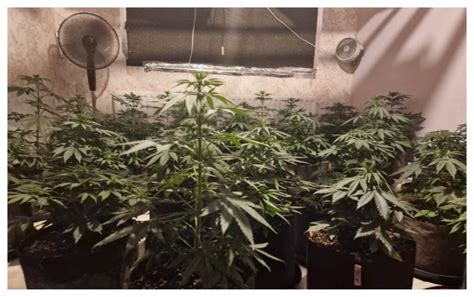 Gardaí Discover Two Grow Houses And Seize Over €105 000 Worth Of