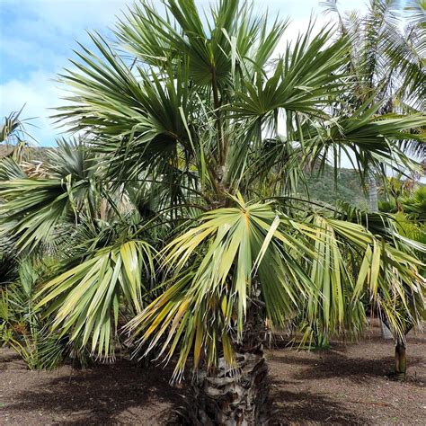 Livistona Chinensis Palmier Ventail Japonais Un Latanier L Gant