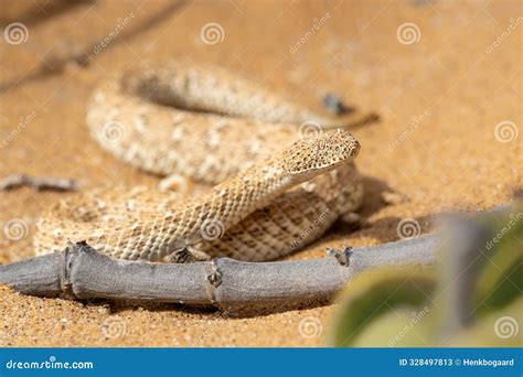 The Sidewinder The Desert Sidewinding Adder Also Known As The