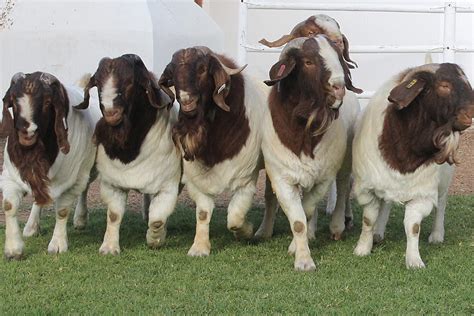 Full Blood Live Boer Goats Pureblood Mature Boar Helber Agro