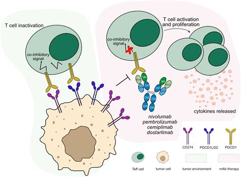 Frontiers Mechanisms Of Action Of Monoclonal Antibodies In Oncology