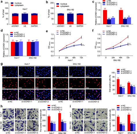 The Effects Of Circ Ccnd1 On Hcc Cell Proliferation Migration And