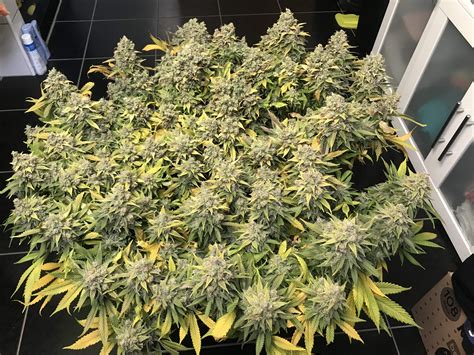 Royal Queen Seeds Lemon Shining Silver Haze 3 Grow Journal Week10 By