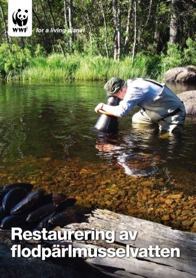 Restaurering Av Flodp Rlmusselvatten V Rldsnaturfonden Wwf