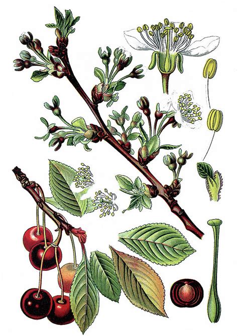 Cherry Drawing At Explore Collection Of Cherry Drawing