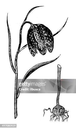 Antique Illustration Of Fritillaria Meleagris High Res Vector Graphic