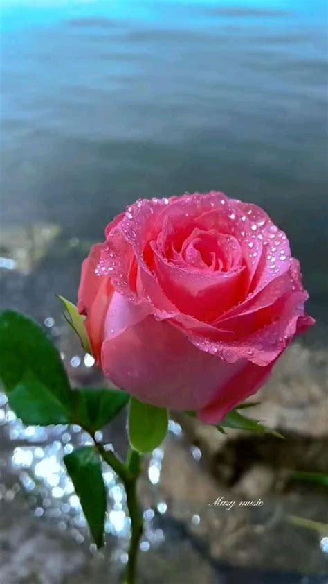 Pin By Ananya Vishnu On Pins By You Very Beautiful Flowers Rose