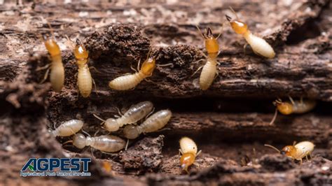 Effective Termite Control Solutions For Orange County California