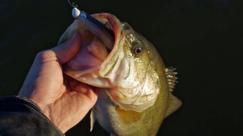 Bring Paddle Tail Swimbaits Back To Life Wired Fish