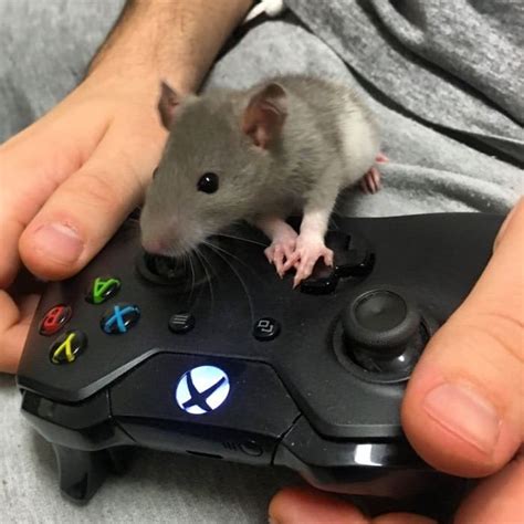 Gaming Mouse : gaming