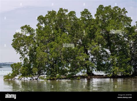 Perepat Mangrove Sonneratia Alba Stock Photo Alamy