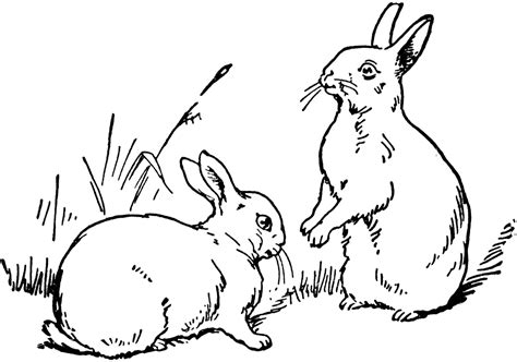 Two Rabbits | ClipArt ETC