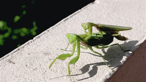 male female praying mantis mating ritual Stock Footage Video (100% ...