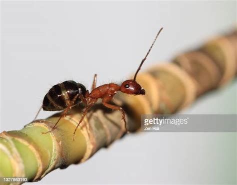 Bull Ants Photos and Premium High Res Pictures - Getty Images