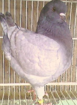 King Pigeon Pictures ~ ENCYCLOPEDIA OF PIGEON BREEDS