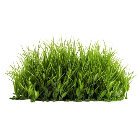 Grass Field Png Grass Field Grassland Short Grass Png Transparent